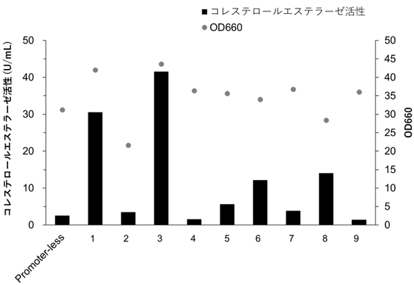 図2　プロモーター活性の確認