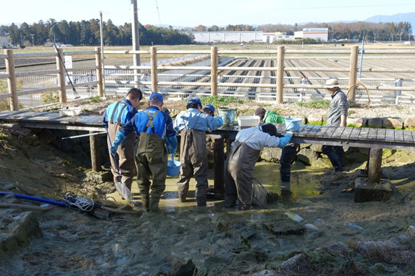 水質改善のための池干し作業