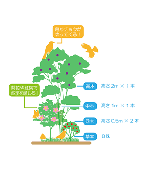 鳥やチョウがやってくる！　高木：高さ2m×1本　開花や紅葉で四季を感じる！　中木：高さ1m×1本　低木：高さ0.5m×2本　草木：8株