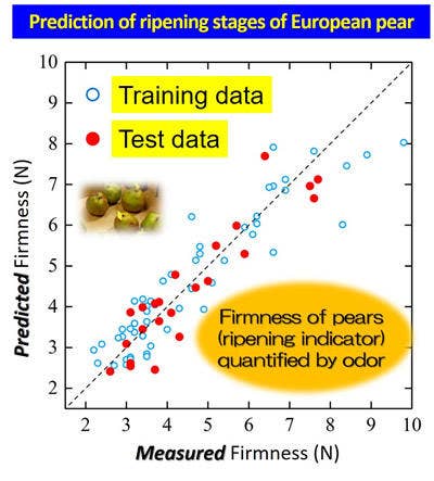Example 1) Fruits and vegetables: Prediction of ripening stages by odor