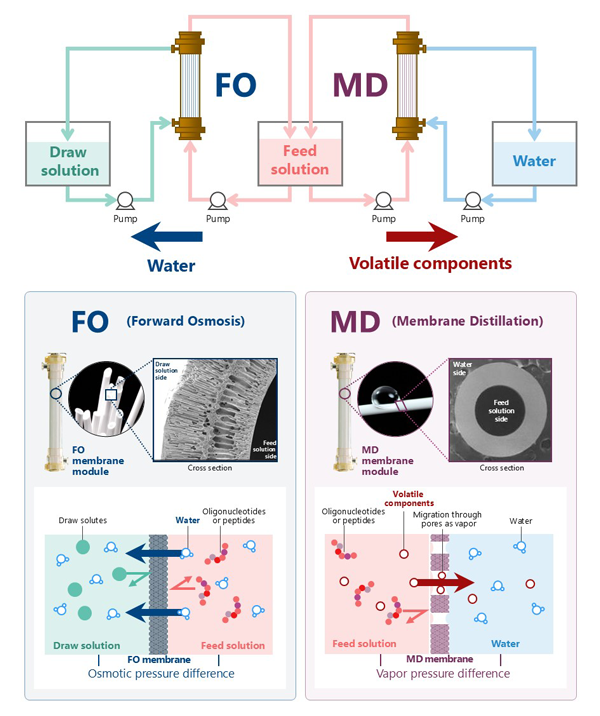 Overview of the FO–MD system for concentration without heating or pressurization