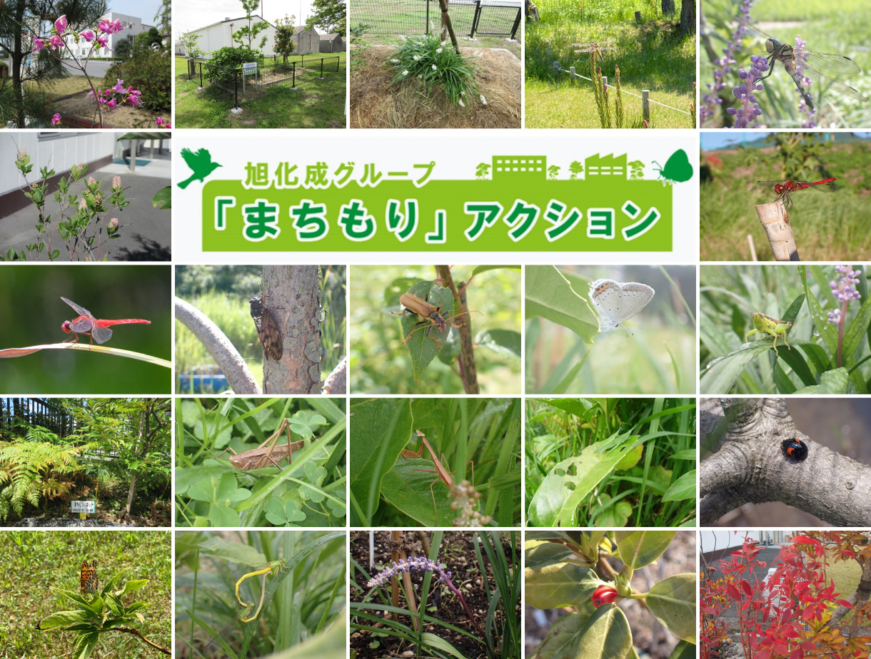 The Asahi Kasei Group’s “Town Woods” Program